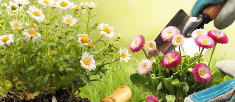 Lavori di Giardinaggio, Manutenzione Giardini