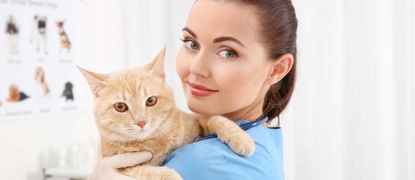 Pulizia Studio Veterinario